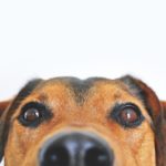 adorable-blur-breed-close-up-406014